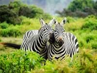 Single groepsreizen Afrika